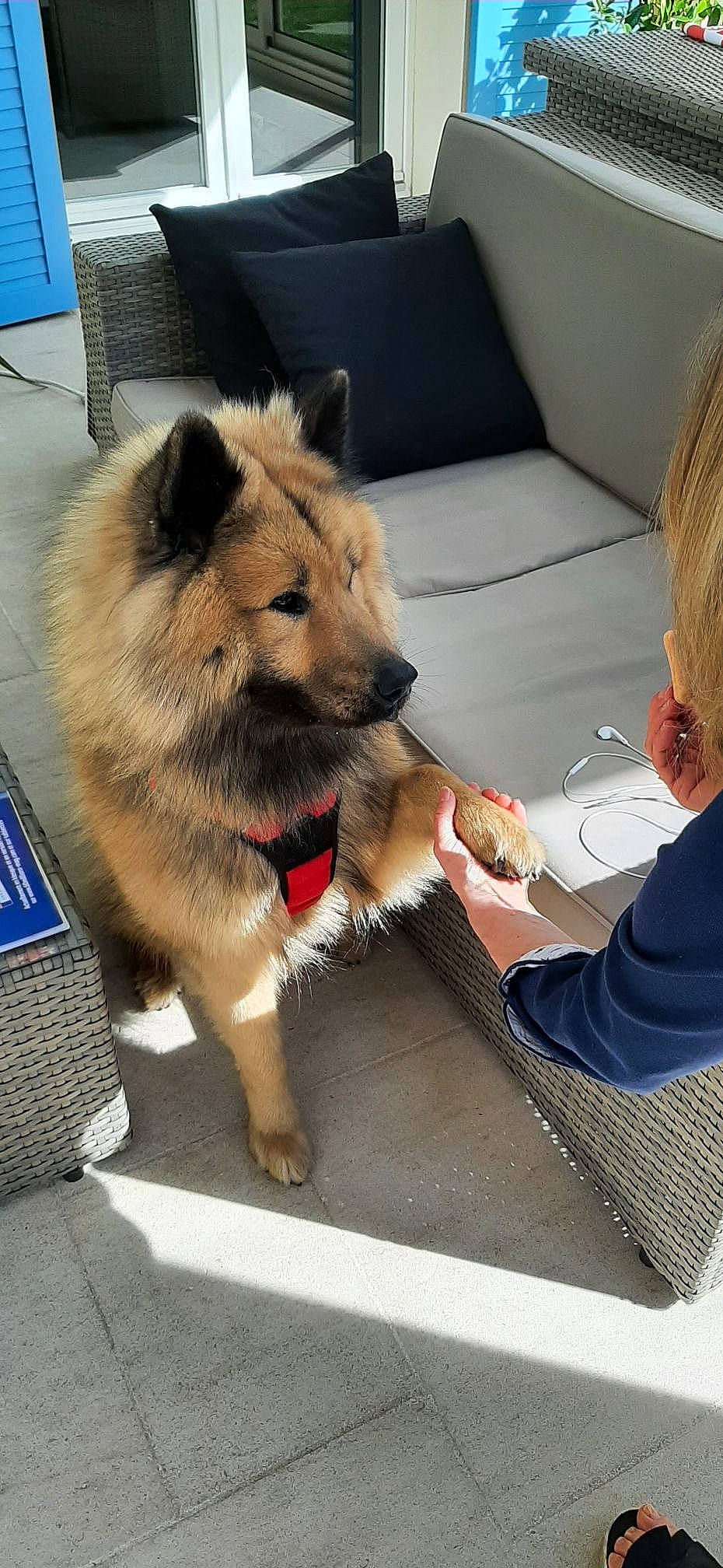 Néon participe au concours pour gagner de l'argent avec cette photo : canidae, canis, carnivore, collar, comfort, companion_dog, curious, dog, dog_breed, dog_supply, east_european_shepherd, fawn, fur, herding_dog, king_shepherd, leash, snout, sporting_group, working_animal, working_dog