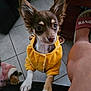 Vic a rejoint le concours — aidez-le/la à gagner de superbes lots ! animal, ankle, bodypart, canine, chihuahua, clothing, cockerspaniel, couch, dog, face, footwear, furniture, head, papillon, person, pet, photography, portrait, puppy, shorts