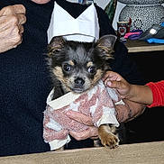 Vic participe au concours pour gagner de l'argent avec cette photo : accessories, animal, baby, bag, bodypart, canine, chihuahua, cockerspaniel, couch, cup, dog, finger, furniture, hand, handbag, papillon, person, pet, puppy, terrier