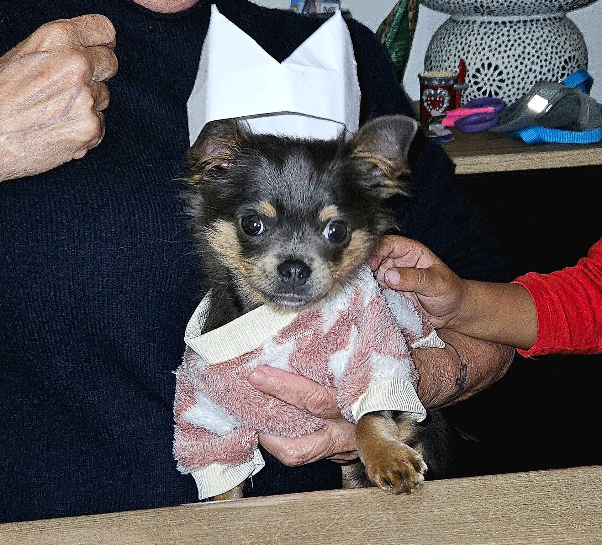 Vic participe au concours pour gagner de l'argent avec cette photo : accessories, animal, baby, bag, bodypart, canine, chihuahua, cockerspaniel, couch, cup, dog, finger, furniture, hand, handbag, papillon, person, pet, puppy, terrier