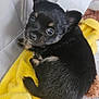 black, blanket, cozy, cute, dog, eyes, fur, furry, indoor, pet, playpen, puppy, resting, sleeping_area, small, soft, tan, toy, yellow, young