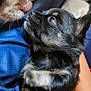 Ariel participe au concours pour gagner de l'argent avec cette photo : animal, black_puppy, blue_shirt, brown_puppy, close, close_up, clothing, cute, dog, eyes, fur, human_arm, indoor, interaction, logo, nose_to_nose, paw, pet, puppy, sniffing