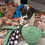 Abby participe au concours pour gagner de l'argent avec cette photo : animal, blanket, colorful, companion, cozy, cute, dog, domestic, friend, fur, indoor, pet, playful, playpen, puppy, resting, sleeping, soft, toy, young