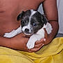 adorable, black_and_white, care, child, close_up, comfort, cute, dog, furry, hands, holding, indoor, mammal, pet, puppy, resting, skin, small, yellow_blanket, young