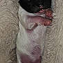 puppy, newborn, sleeping, black_head, pink_paws, blanket, soft_texture, cozy, cute, animal, pet, fur, small, lying_down, resting, mammal, closeup, indoors, peaceful, adorable