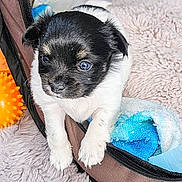 Apollo a rejoint le concours — aidez-le/la à gagner de superbes lots ! animal, bed, black_and_white, blanket, blue, closeup, cute, dog, ears, fur, indoor, nose, orange, pet, puppy, resting, small, soft, toy, young