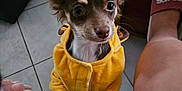 Vegas a rejoint le concours — aidez-le/la à gagner de superbes lots ! animal, ankle, bodypart, canine, chihuahua, clothing, cockerspaniel, couch, dog, face, footwear, furniture, head, papillon, person, pet, photography, portrait, puppy, shorts