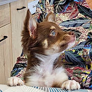 Vegas a rejoint le concours — aidez-le/la à gagner de superbes lots ! animal, canine, chihuahua, cockerspaniel, couch, dog, face, furniture, head, husky, indoors, interiordesign, papillon, person, pet, photography, plywood, portrait, puppy, wood