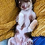 animal, armchair, blanket, canine, cat, chihuahua, cockerspaniel, couch, dog, eskimodog, furniture, hound, husky, kitten, papillon, person, pet, puppy, sleeping, terrier