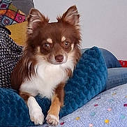 Vegas a rejoint le concours — aidez-le/la à gagner de superbes lots ! animal, blanket, brown_dog, companion, cozy, cushion, cute, dog, ears, fur, furniture, home, indoor, living_room, paws, pet, relaxed, resting, small_dog, white_fur