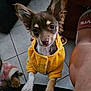 animal, ankle, bodypart, canine, chihuahua, clothing, cockerspaniel, couch, dog, eskimodog, furniture, hound, husky, knitwear, papillon, person, pet, puppy, shorts, sweater