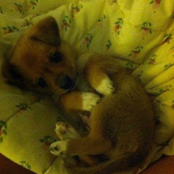 Fatty joined the competition — help win amazing prizes! adorable, animal, bedroom, brown_fur, companion, cozy, curled_up, cushion, cute, dog, floral_pattern, indoor, pet, puppy, resting, sleeping, small, soft_light, white_paws, young