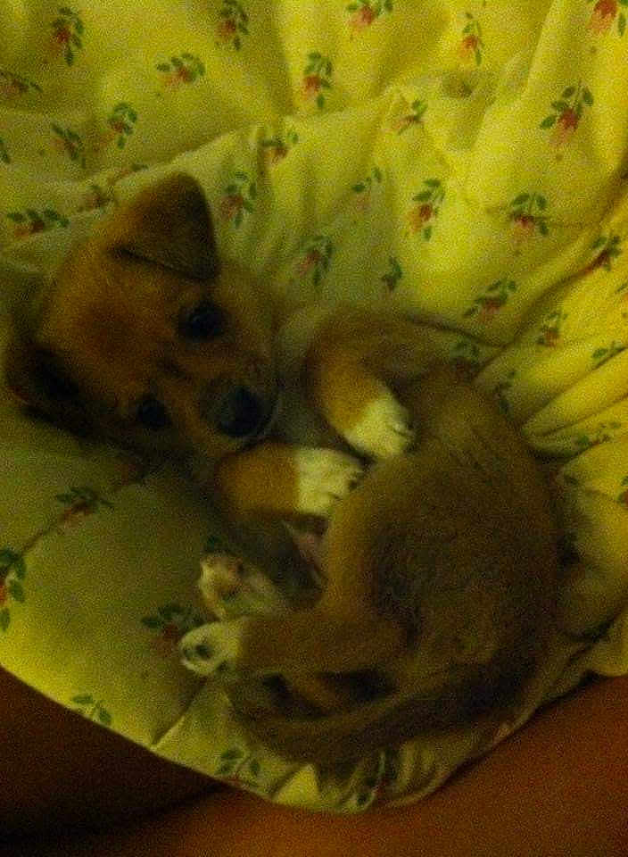 Fatty joined the competition — help win amazing prizes! puppy, dog, pet, animal, cute, cushion, floral_pattern, indoor, sleeping, cozy, brown_fur, white_paws, small, young, resting, curled_up, bedroom, soft_light, adorable, companion