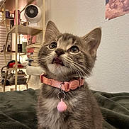 Violet joined the competition — help win amazing prizes! kitten, cat, pet, indoor, collar, bell, fur, wide_eyes, looking_up, sitting, cozy, books, shelf, home, furniture, blanket, domestic, cute, whiskers, young
