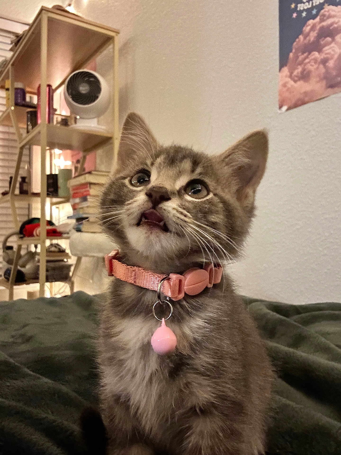 Violet joined the competition — help win amazing prizes! kitten, cat, pet, indoor, collar, bell, fur, wide_eyes, looking_up, sitting, cozy, books, shelf, home, furniture, blanket, domestic, cute, whiskers, young