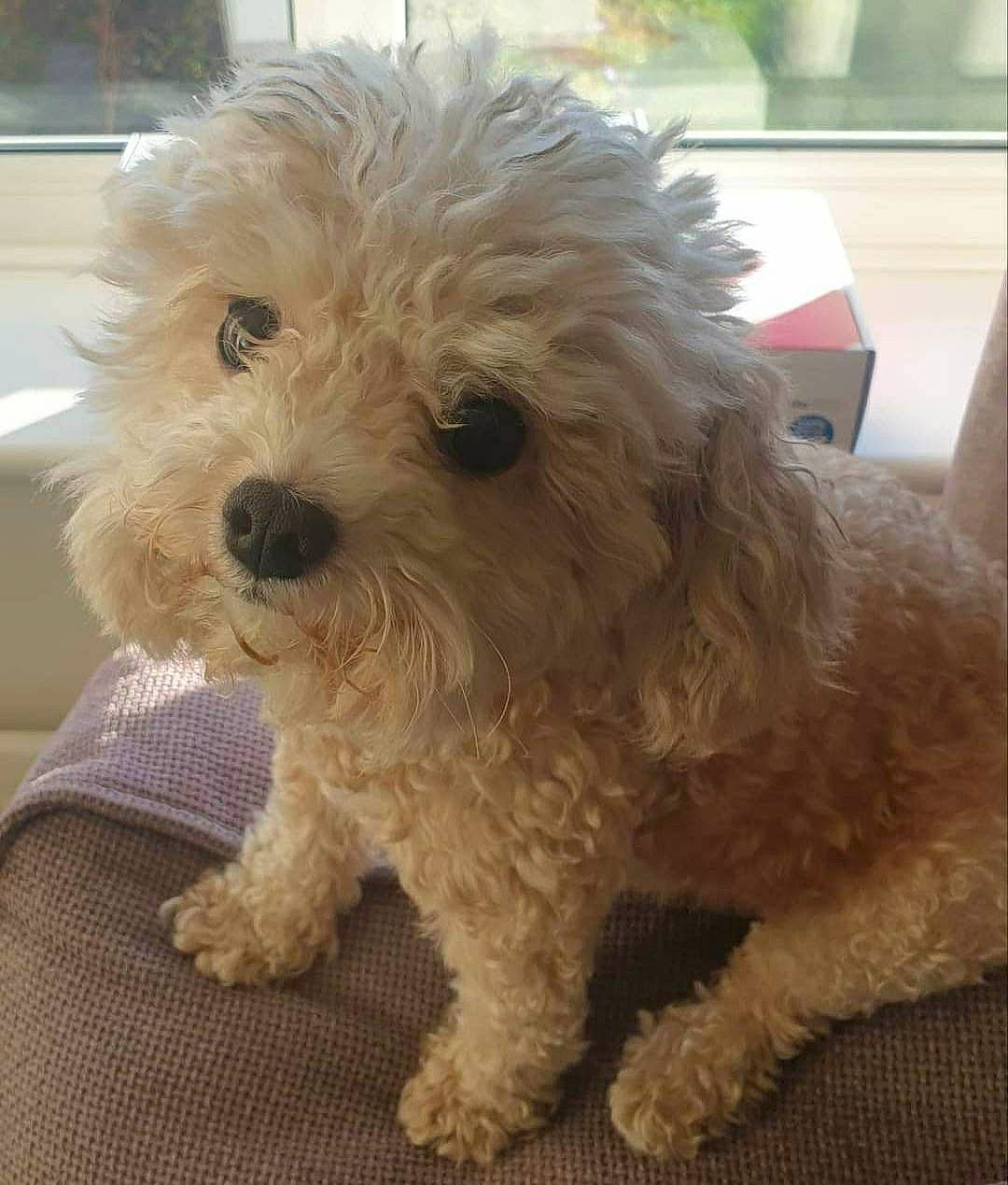 Tinnie is registered to the contest to win money with this photo: canidae, carnivore, companion_dog, dog, dog_breed, fur, labradoodle, maltepoo, non_sporting_group, poodle, puppy, shih_poo, small_terrier, snout, sporting_group, terrier, toy_dog, water_dog, working_animal, yorkipoo