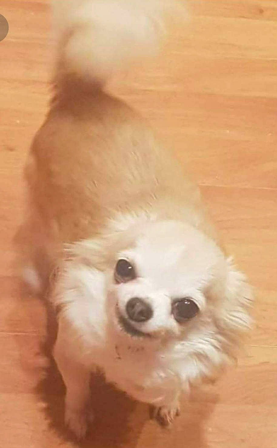 Miracle joined the competition — help win amazing prizes! ancient_dog_breeds, canidae, carnivore, companion_dog, corgi_chihuahua, dog, dog_breed, dog_supply, fawn, fur, hardwood, liver, maltepoo, non_sporting_group, puppy, toy_dog, volpino_italiano, whiskers, wood, working_animal