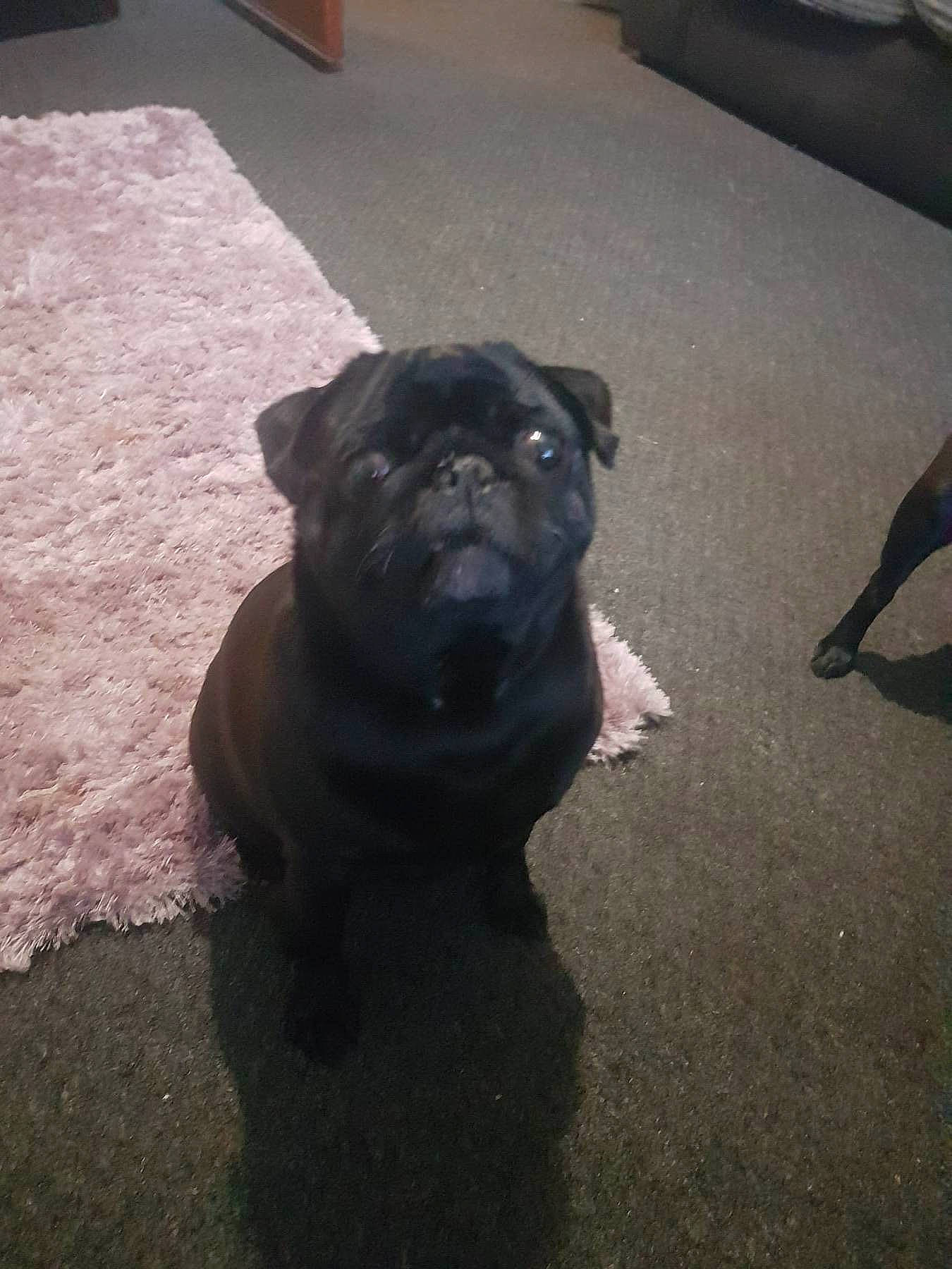 Minnie Moo Moo joined the competition — help win amazing prizes! asphalt, automotive_tire, canidae, carnivore, companion_dog, dog, dog_breed, fawn, flooring, molosser, non_sporting_group, pug, road_surface, shadow, snout, sporting_group, toy_dog, working_animal, working_dog, wrinkle