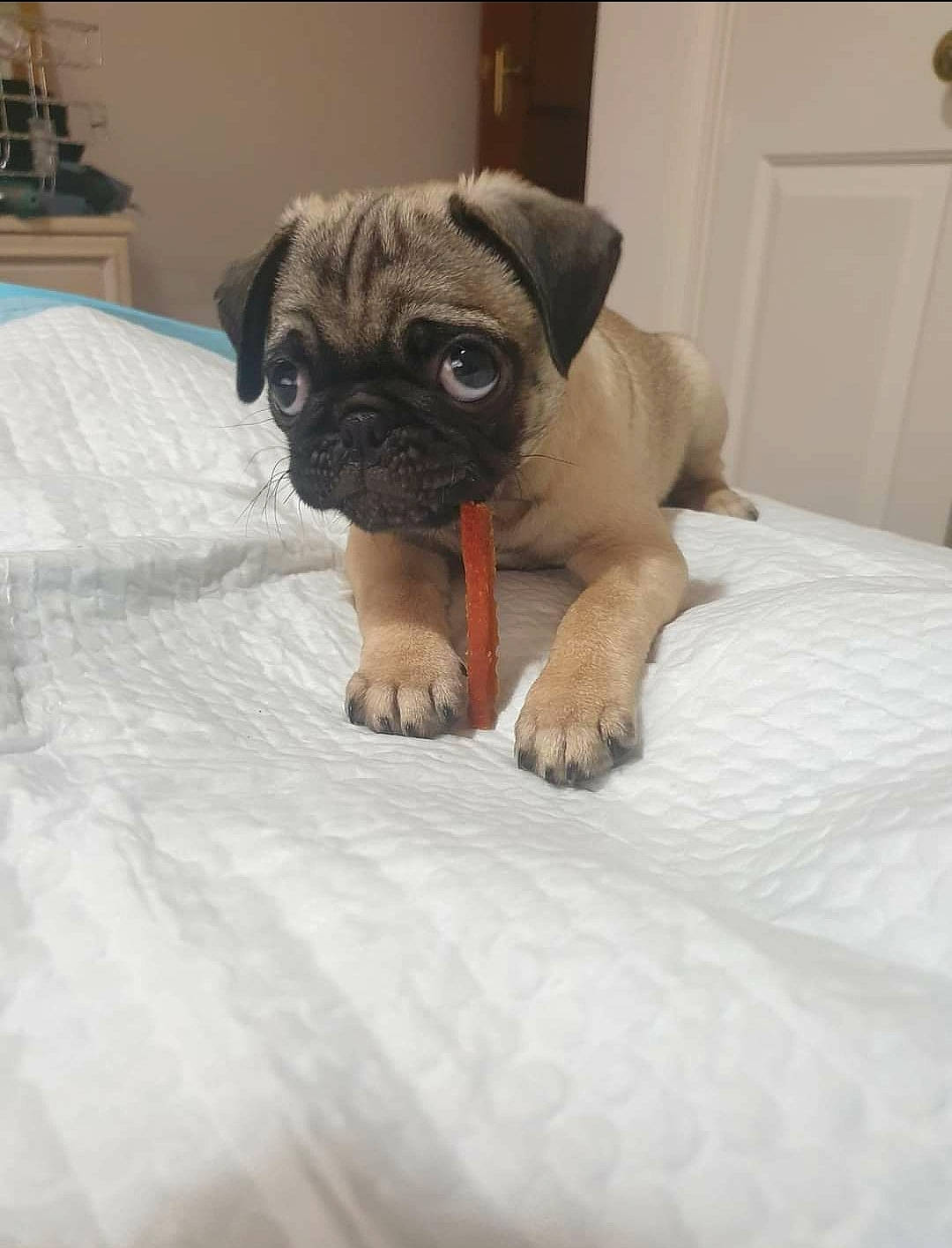 Sapphire Starlight joined the competition — help win amazing prizes! canidae, carnivore, comfort, companion_dog, dog, dog_breed, dog_supply, door, fawn, fur, linens, paw, pug, snout, sporting_group, terrestrial_animal, toy_dog, whiskers, working_animal, wrinkle