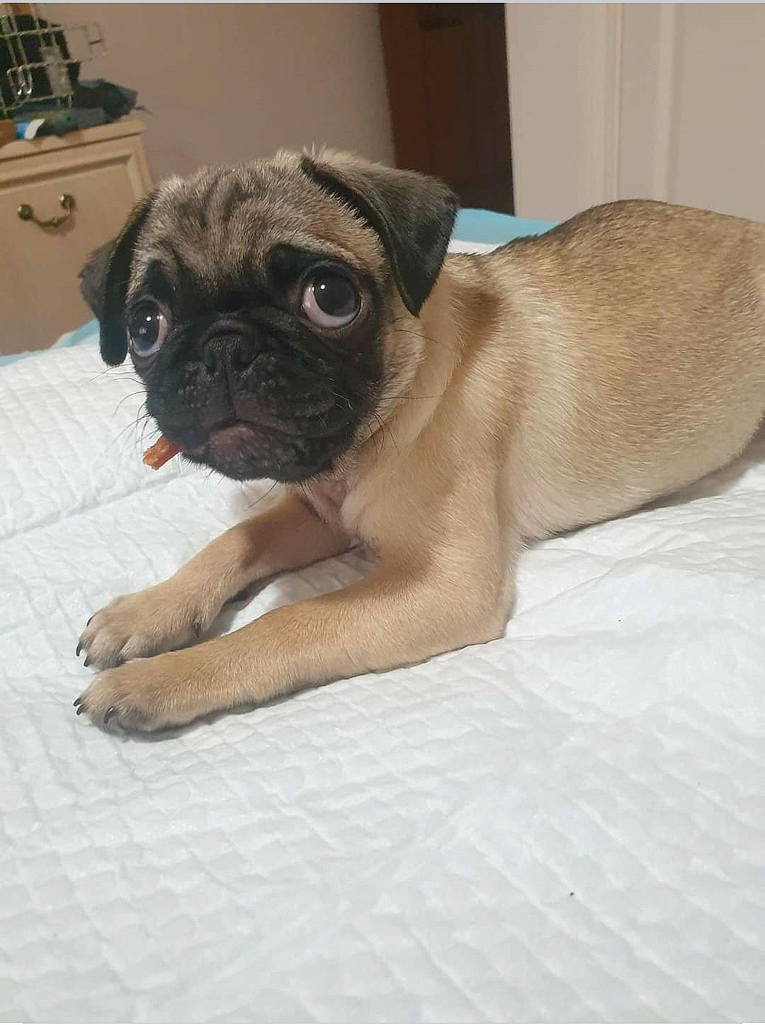 Sapphire Starlight joined the competition — help win amazing prizes! cabinetry, canidae, carnivore, companion_dog, dog, dog_breed, drawer, fawn, flooring, fur, pug, puppy, snout, sporting_group, tap, terrestrial_animal, toy_dog, whiskers, working_animal, wrinkle