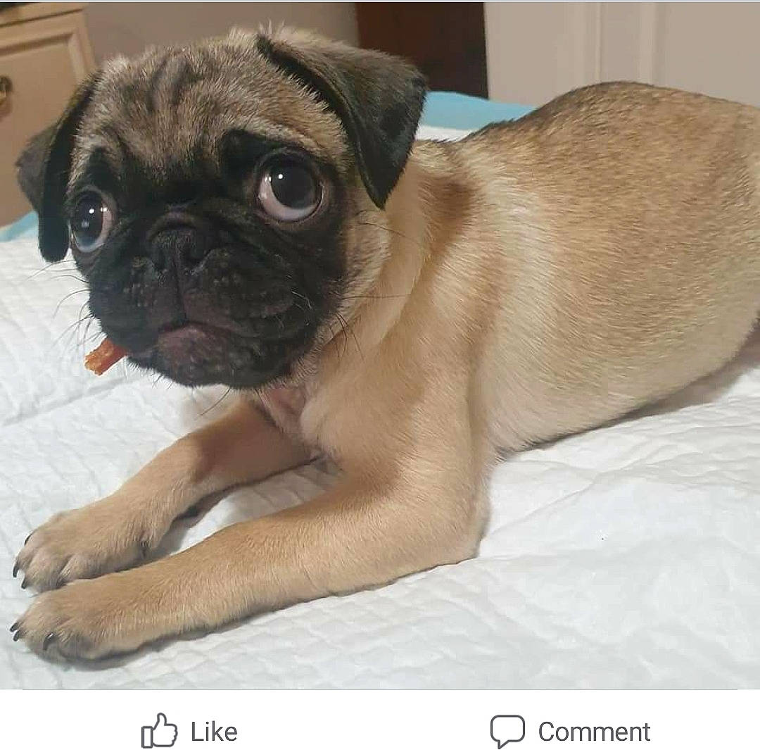 Sapphire Starlight is registered to the contest to win money with this photo: canidae, carnivore, comfort, companion_dog, dog, dog_breed, eye, fawn, human_body, iris, non_sporting_group, pug, snout, sporting_group, terrestrial_animal, toy_dog, whiskers, working_animal, wrinkle