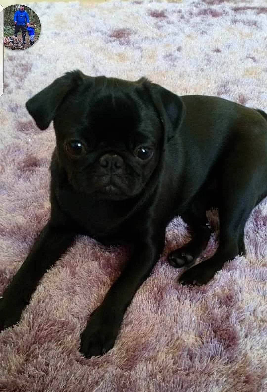 Suzie is registered to the contest to win money with this photo: canidae, carnivore, companion_dog, dog, dog_breed, fawn, grass, liver, non_sporting_group, pug, puppy, snout, soil, sporting_group, terrestrial_animal, toy_dog, working_animal, wrinkle
