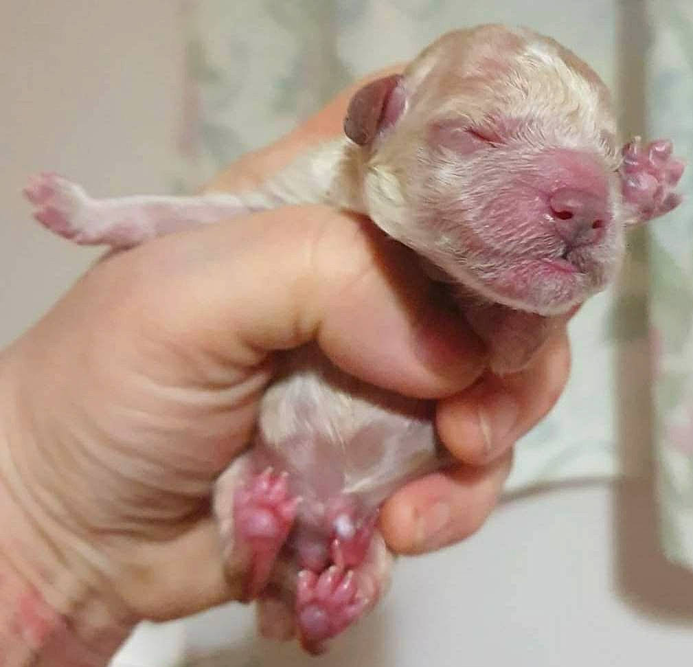 Suzie is registered to the contest to win money with this photo: child, companion_dog, dog_breed, fawn, finger, flesh, foot, gesture, hand, liver, livestock, nail, pink, skin, snout, suidae, terrestrial_animal, thumb, working_animal, wrist