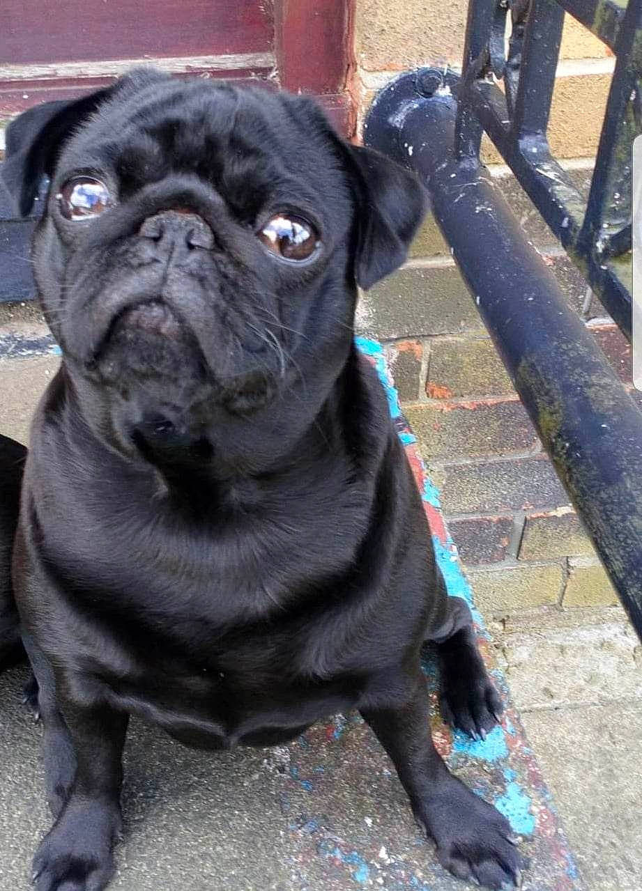 Suzie is registered to the contest to win money with this photo: ancient_dog_breeds, canidae, carnivore, collar, companion_dog, dog, dog_breed, dog_collar, electric_blue, fawn, molosser, non_sporting_group, pug, puppy, snout, sporting_group, toy_dog, whiskers, working_animal, wrinkle