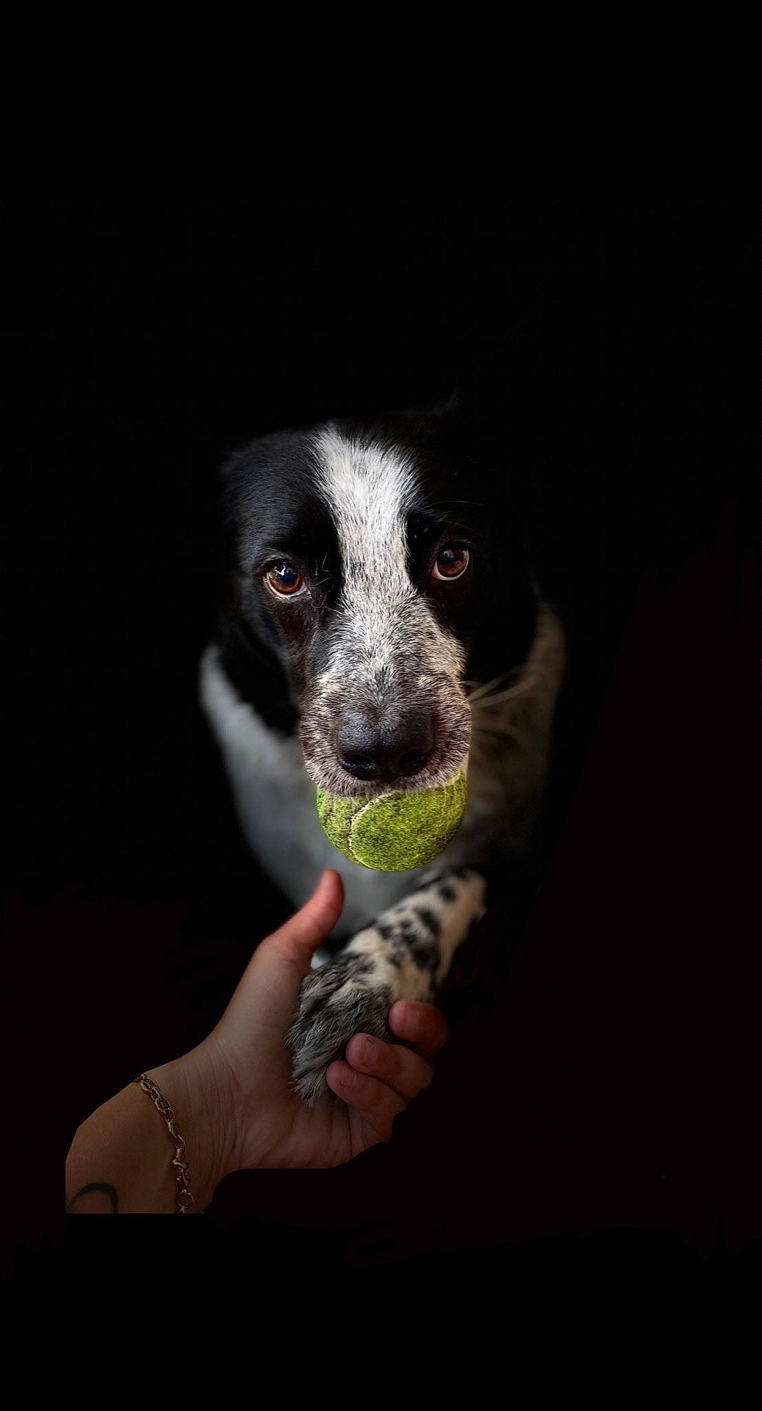 Geisha a rejoint le concours — aidez-le/la à gagner de superbes lots ! bone, carnivore, companion_dog, dalmatian, darkness, dog, dog_breed, flash_photography, flesh, foot, fur, human_leg, paw, sporting_group, terrestrial_animal, whiskers, working_animal