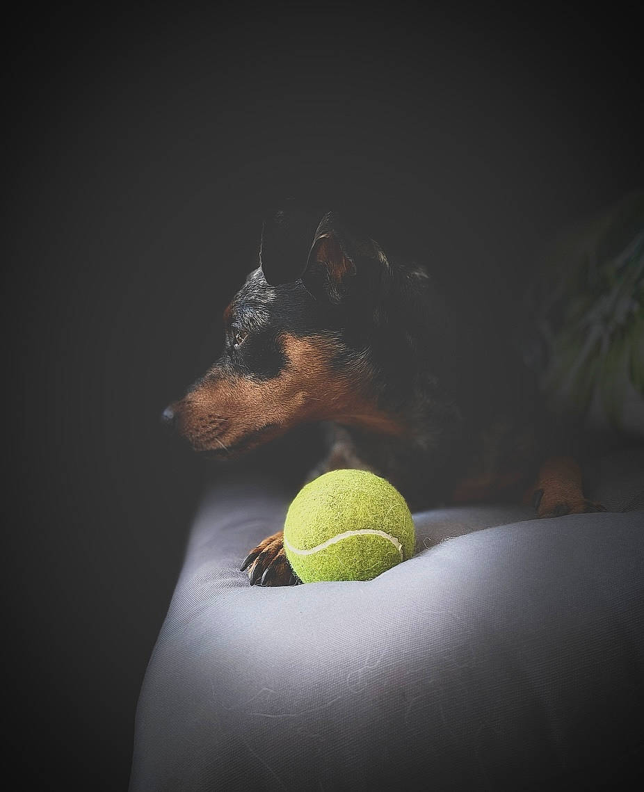 Bounty participe au concours pour gagner de l'argent avec cette photo : ball, canidae, carnivore, companion_dog, darkness, dog, dog_breed, dog_toy, foot, glass, paw, plant, sitting, sporting_group, still_life_photography, stuffed_toy, tennis_ball, toy_dog, whiskers, wildlife