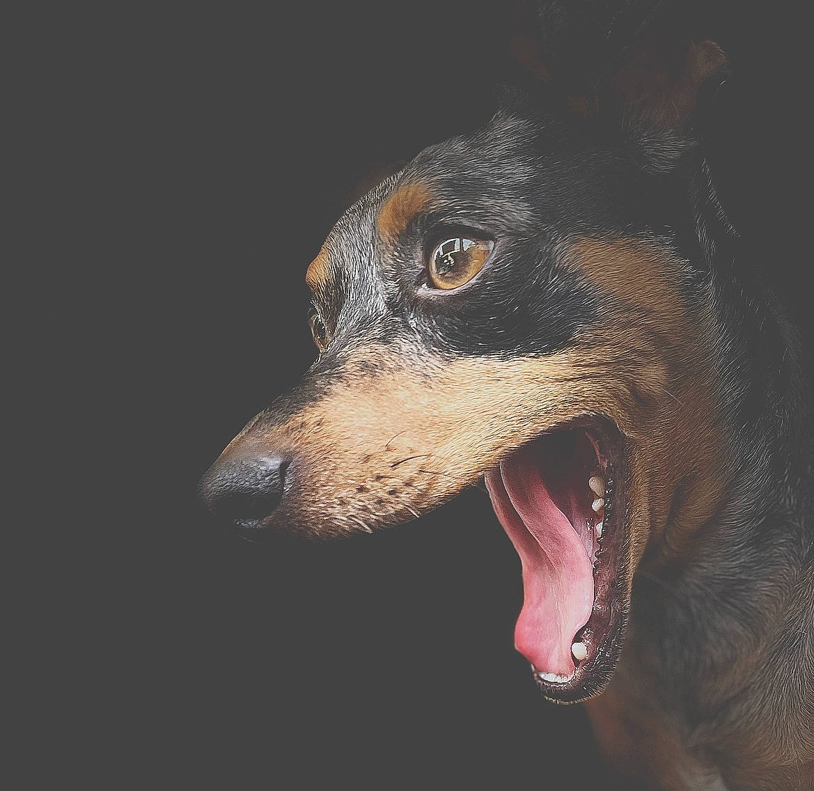 Bounty participe au concours pour gagner de l'argent avec cette photo : canidae, carnivore, close_up, darkness, dog, dog_breed, fur, hunting_dog, paw, snout, sporting_group, terrestrial_animal, whiskers, working_animal, working_dog