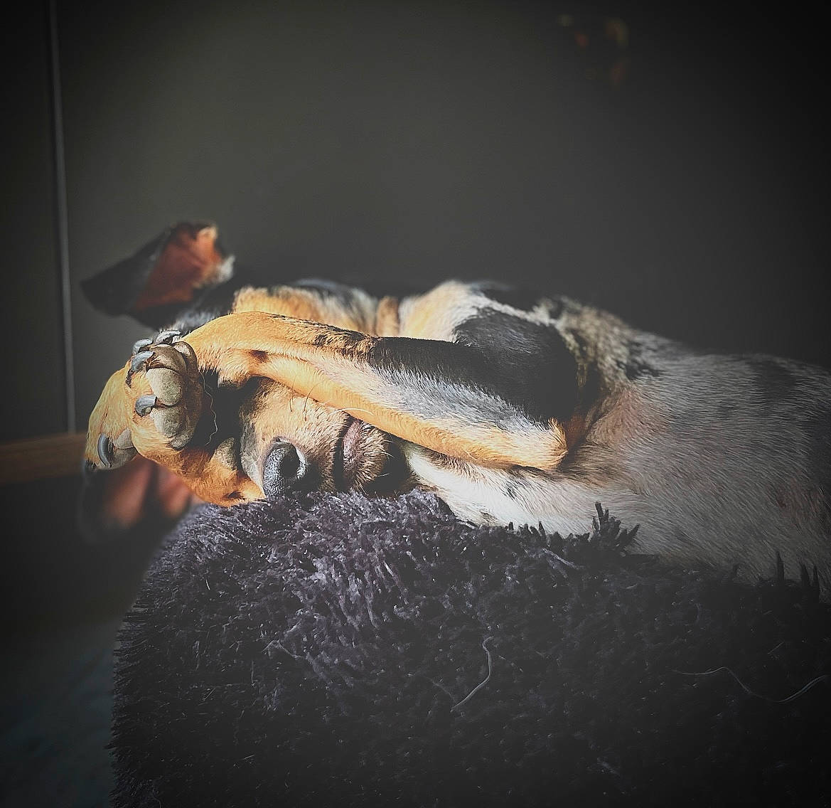 Bounty participe au concours pour gagner de l'argent avec cette photo : beak, claw, darkness, dog_breed, feather, fish, flash_photography, fur, macro_photography, metal, paw, reptile, seabird, still_life_photography, tail, toy, water_bird, whiskers, wing, wood
