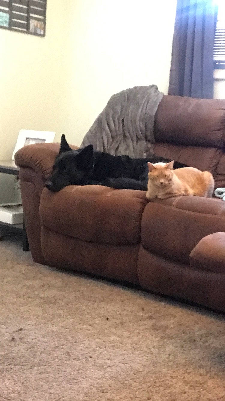 Xena is registered to the contest to win money with this photo: brown, carnivore, cat, chair, comfort, couch, felidae, floor, flooring, fur, furniture, hardwood, house, living_room, small_to_medium_sized_cats, studio_couch, tail, tints_and_shades, whiskers, wood