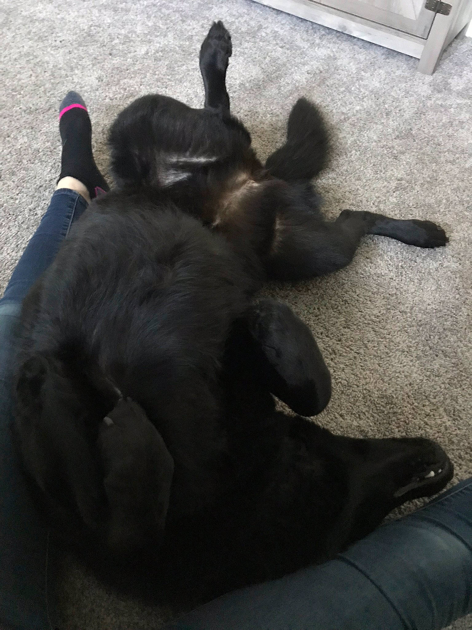 Xena is registered to the contest to win money with this photo: black_cat, bombay, canidae, carnivore, comfort, companion_dog, dog, dog_breed, fawn, felidae, flooring, grey, liver, paw, small_to_medium_sized_cats, snout, tail, terrestrial_animal, whiskers, working_animal