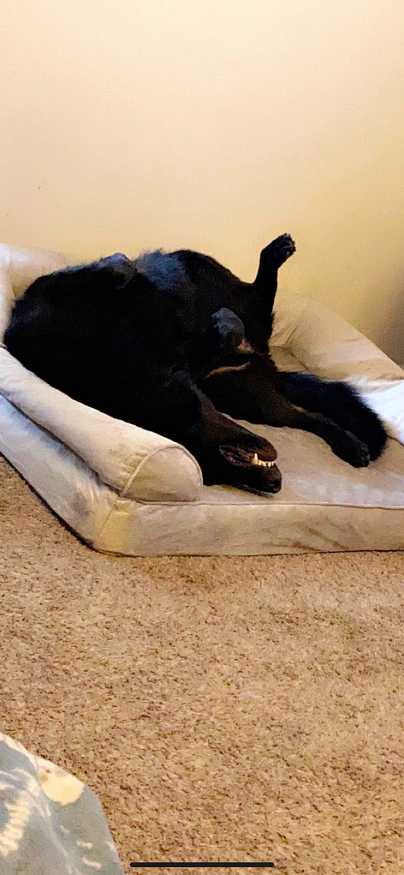 Xena is registered to the contest to win money with this photo: bed, canidae, carnivore, comfort, companion_dog, dog, dog_breed, fawn, felidae, gesture, human_leg, paw, small_to_medium_sized_cats, snout, sporting_group, tail, terrestrial_animal, whiskers, wood, working_animal