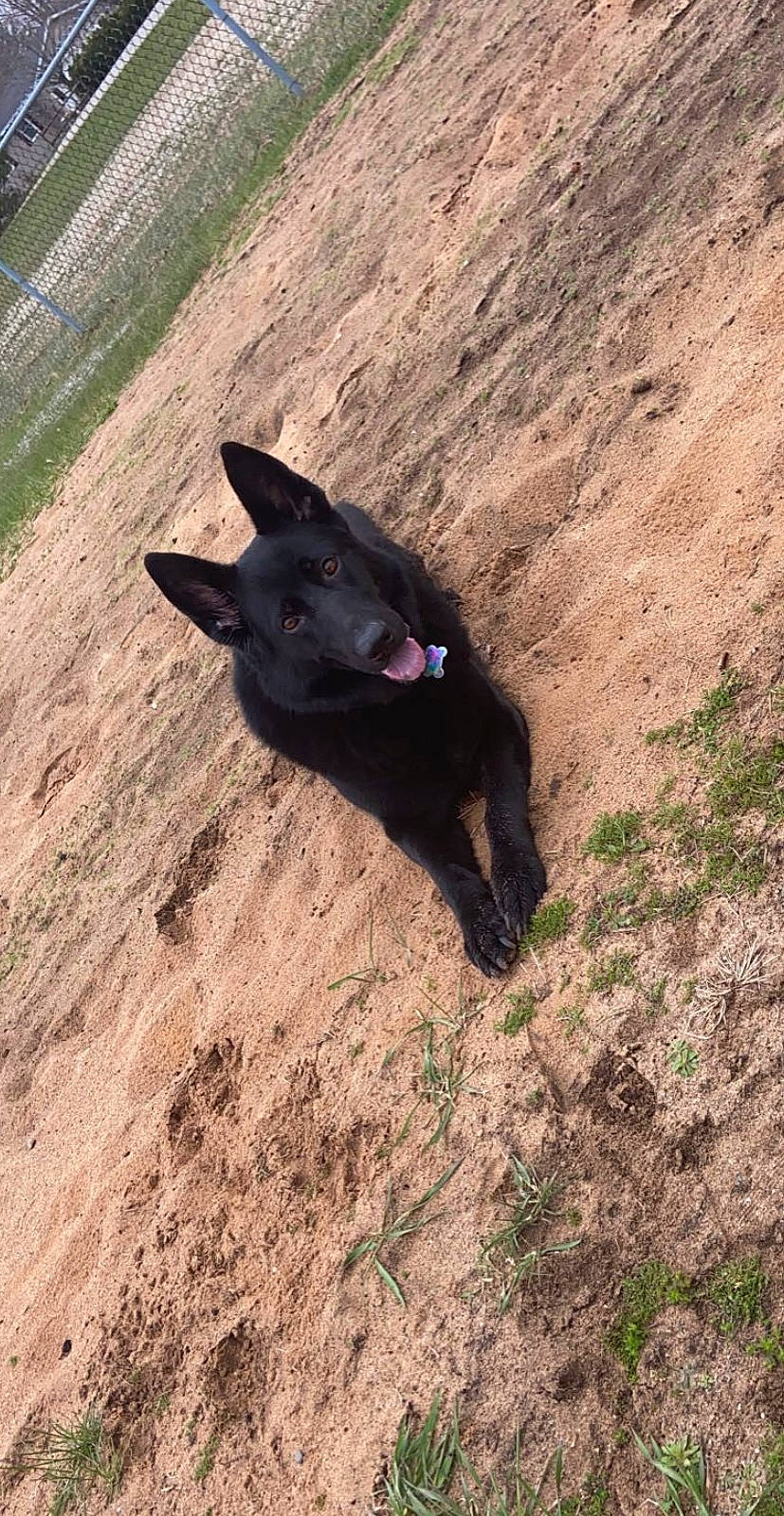 Xena is registered to the contest to win money with this photo: borador, canidae, carnivore, dog, dog_breed, grass, hunting_dog, non_sporting_group, snout, soil, sporting_group, tail, terrestrial_animal, working_animal