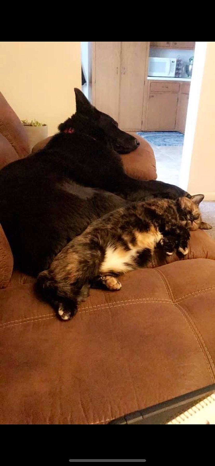 Xena is registered to the contest to win money with this photo: black_cat, carnivore, cat, comfort, dog_breed, domestic_short_haired_cat, door, felidae, floor, flooring, fur, hardwood, nap, paw, room, small_to_medium_sized_cats, snout, tail, whiskers, wood