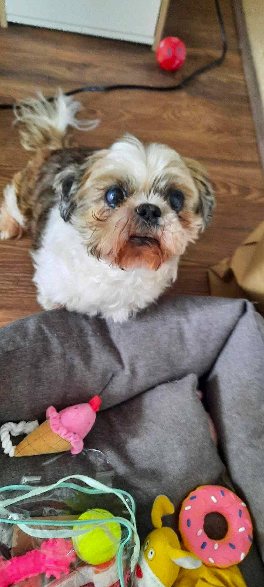 Tommy a rejoint le concours — aidez-le/la à gagner de superbes lots ! canidae, carnivore, companion_dog, dog, dog_breed, dog_clothes, dog_supply, fawn, fur, liver, mal_shi, maltepoo, pet_supply, shih_tzu, small_terrier, snout, sporting_group, terrier, toy_dog, working_animal