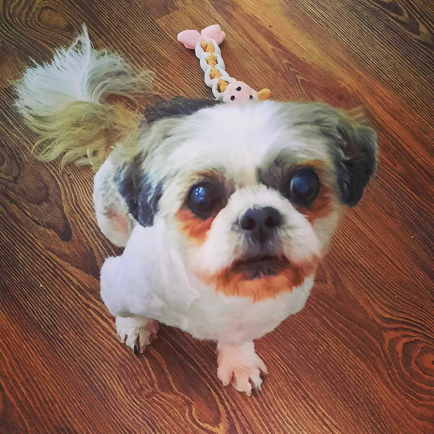 Tommy a rejoint le concours — aidez-le/la à gagner de superbes lots ! canidae, carnivore, companion_dog, dog, dog_breed, fawn, fur, hardwood, liver, maltepoo, puppy, shih_tzu, snout, sporting_group, terrestrial_animal, toy_dog, varnish, wood, wood_stain, working_animal