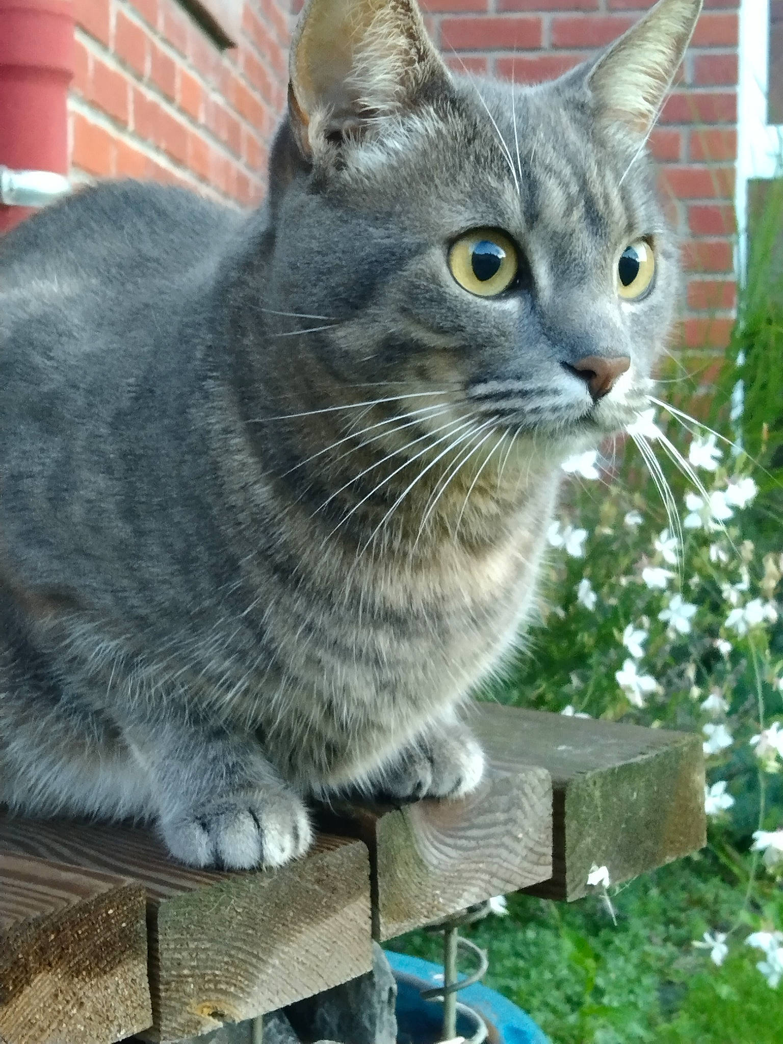 Rustine participe au concours pour gagner de l'argent avec cette photo : art, carnivore, cat, cat_furniture, chartreux, domestic_short_haired_cat, felidae, fur, grass, korat, plant, small_to_medium_sized_cats, snout, tail, terrestrial_animal, whiskers, window