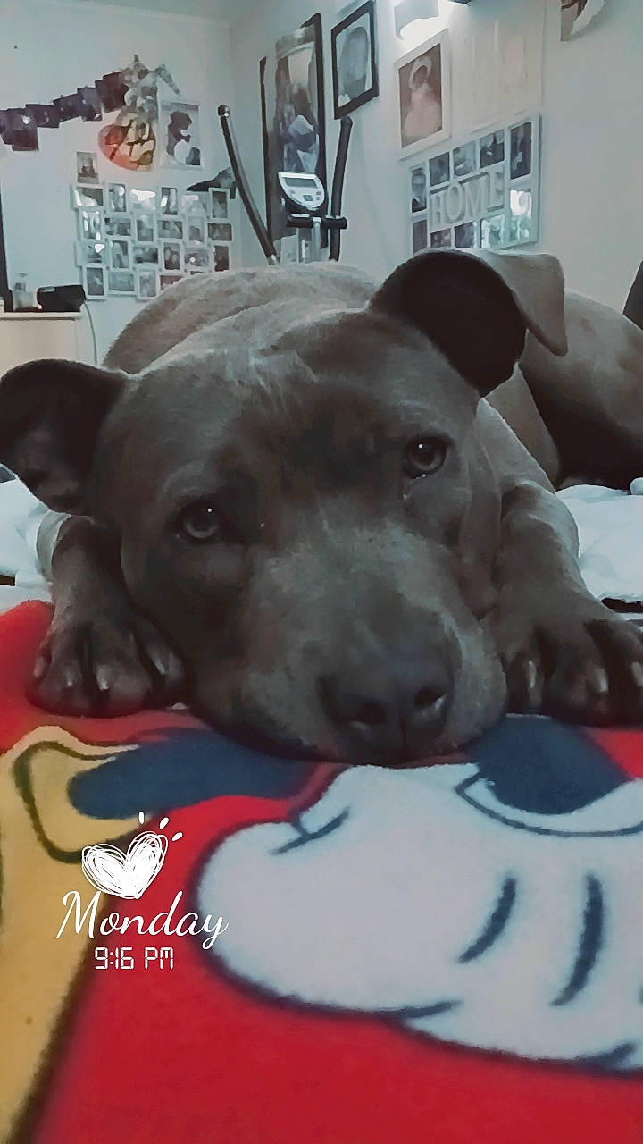 Unik a rejoint le concours — aidez-le/la à gagner de superbes lots ! carnivore, collar, comfort, companion_dog, couch, dog, dog_breed, dog_supply, ear, fawn, fur, grey, linens, pet_supply, picture_frame, snout, sporting_group, vertebrate, whiskers, working_animal