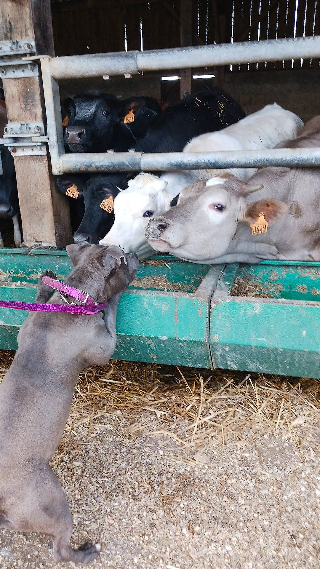 Unik a rejoint le concours — aidez-le/la à gagner de superbes lots ! bovine, cow_goat_family, dairy, dairy_cow, domestic_pig, fawn, felidae, fur, goats, grass, herd, human_leg, livestock, mammal, sheep, small_to_medium_sized_cats, snout, soil, working_animal