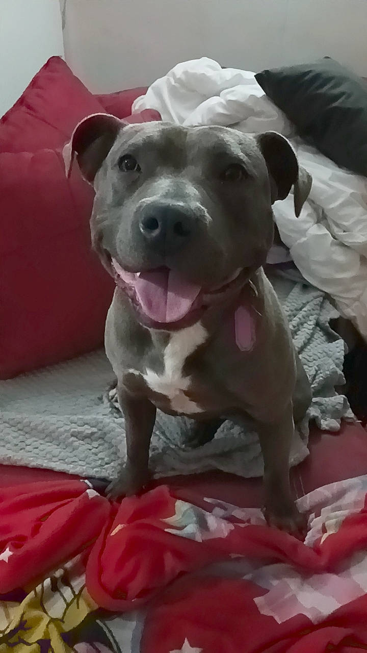 Unik participe au concours pour gagner de l'argent avec cette photo : canidae, carnivore, collar, comfort, companion_dog, dog, dog_breed, fawn, grey, non_sporting_group, pet_supply, pink, snout, sporting_group, whiskers, working_animal