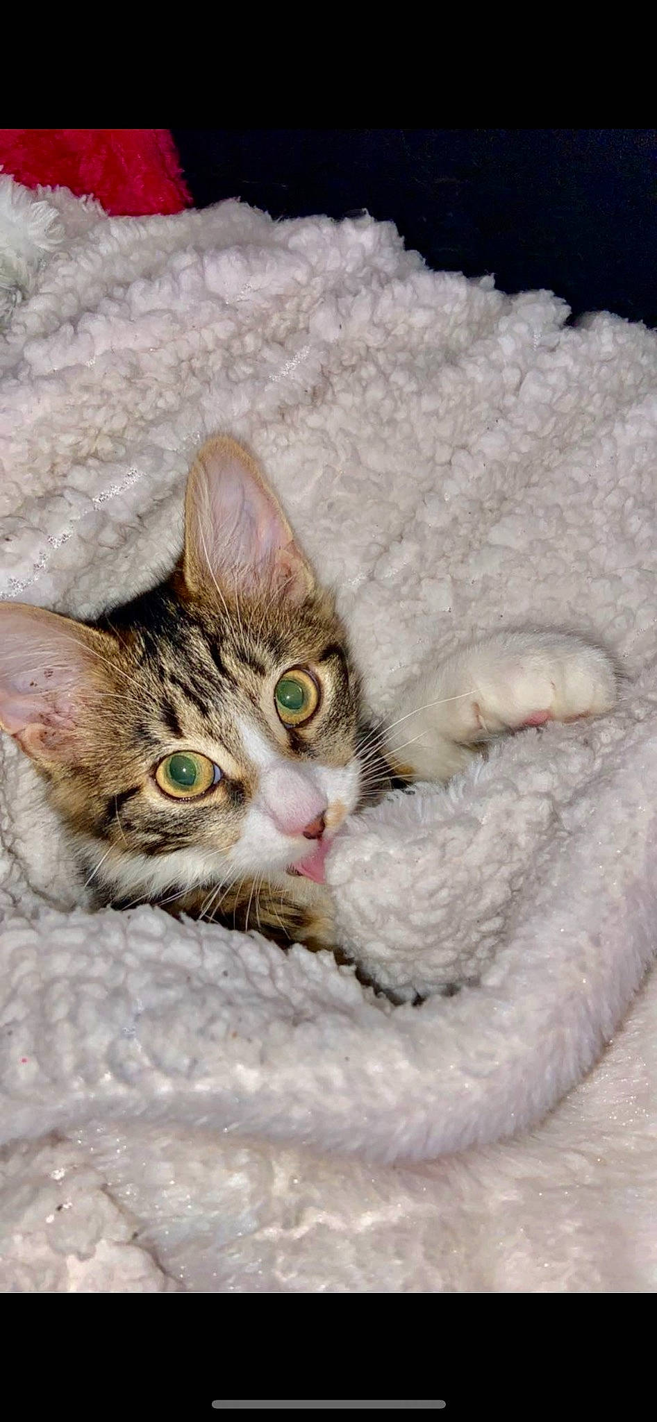 Shadow a rejoint le concours — aidez-le/la à gagner de superbes lots ! carnivore, cat, claw, comfort, domestic_short_haired_cat, felidae, fur, paw, small_to_medium_sized_cats, snout, snow, tail, terrestrial_animal, whiskers, winter