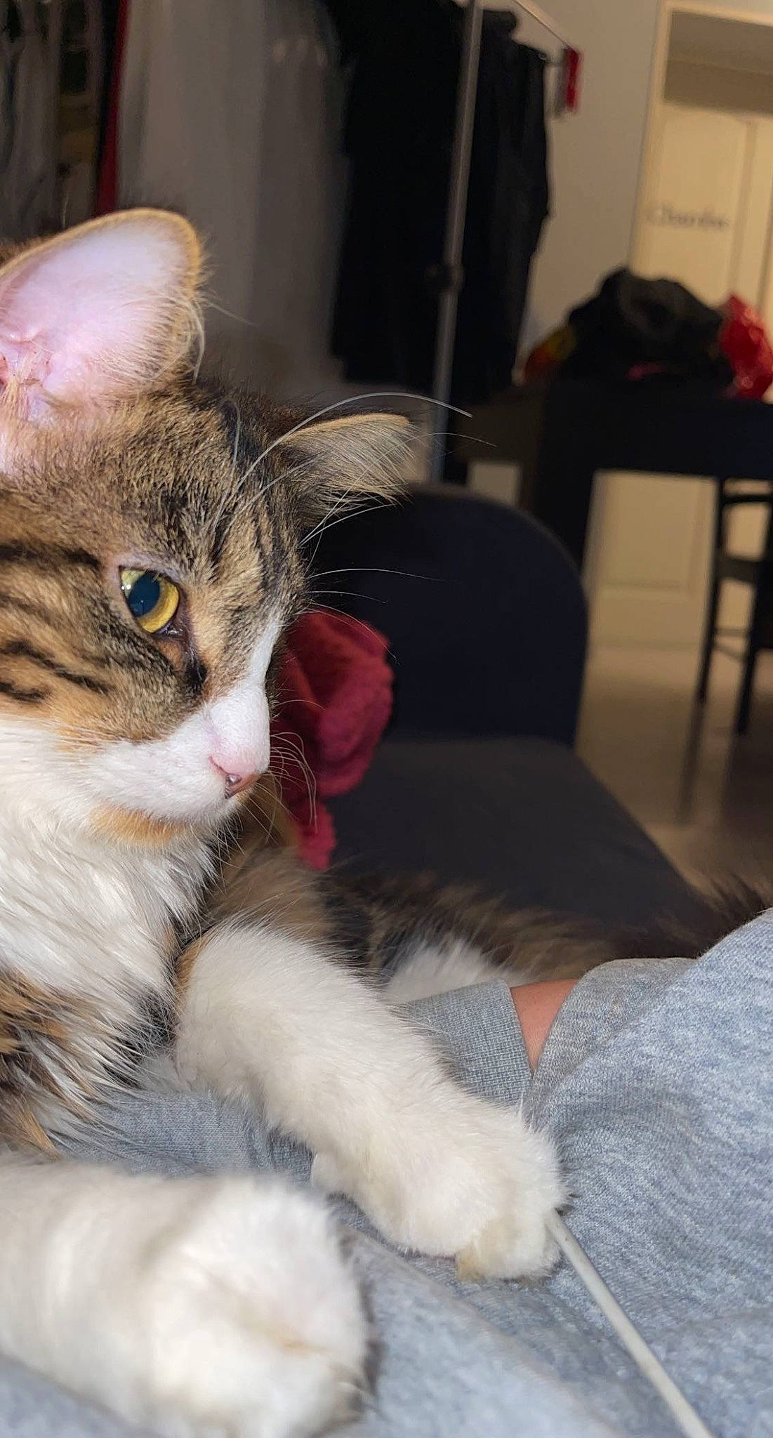 Shadow participe au concours pour gagner de l'argent avec cette photo : carnivore, cat, claw, comfort, domestic_short_haired_cat, felidae, fur, paw, small_to_medium_sized_cats, snout, tail, terrestrial_animal, whiskers, window