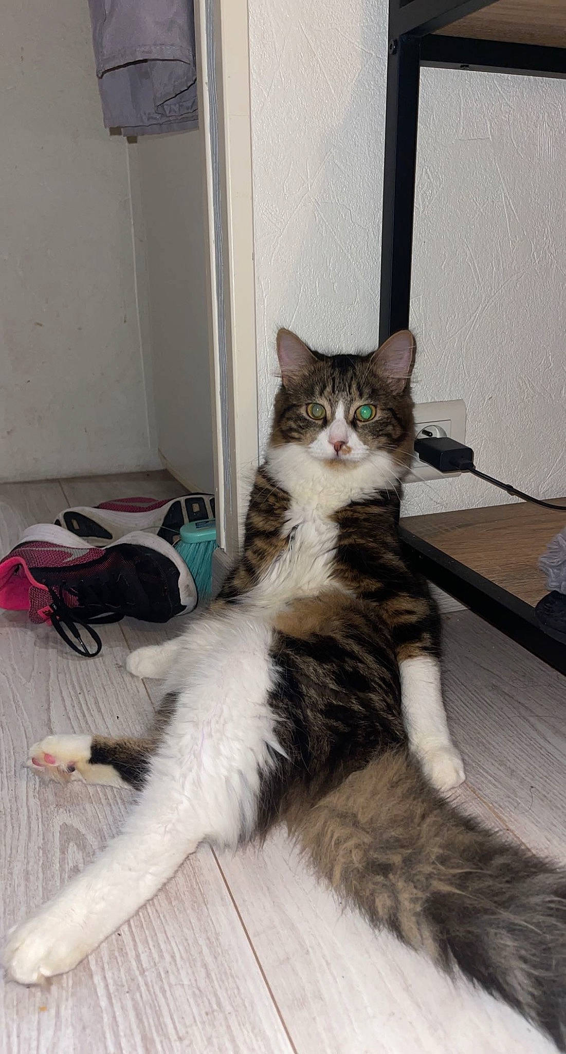 Shadow participe au concours pour gagner de l'argent avec cette photo : carnivore, cat, comfort, curtain, domestic_short_haired_cat, door, eye, felidae, flooring, fur, hardwood, paw, sitting, small_to_medium_sized_cats, tail, terrestrial_animal, whiskers, wood