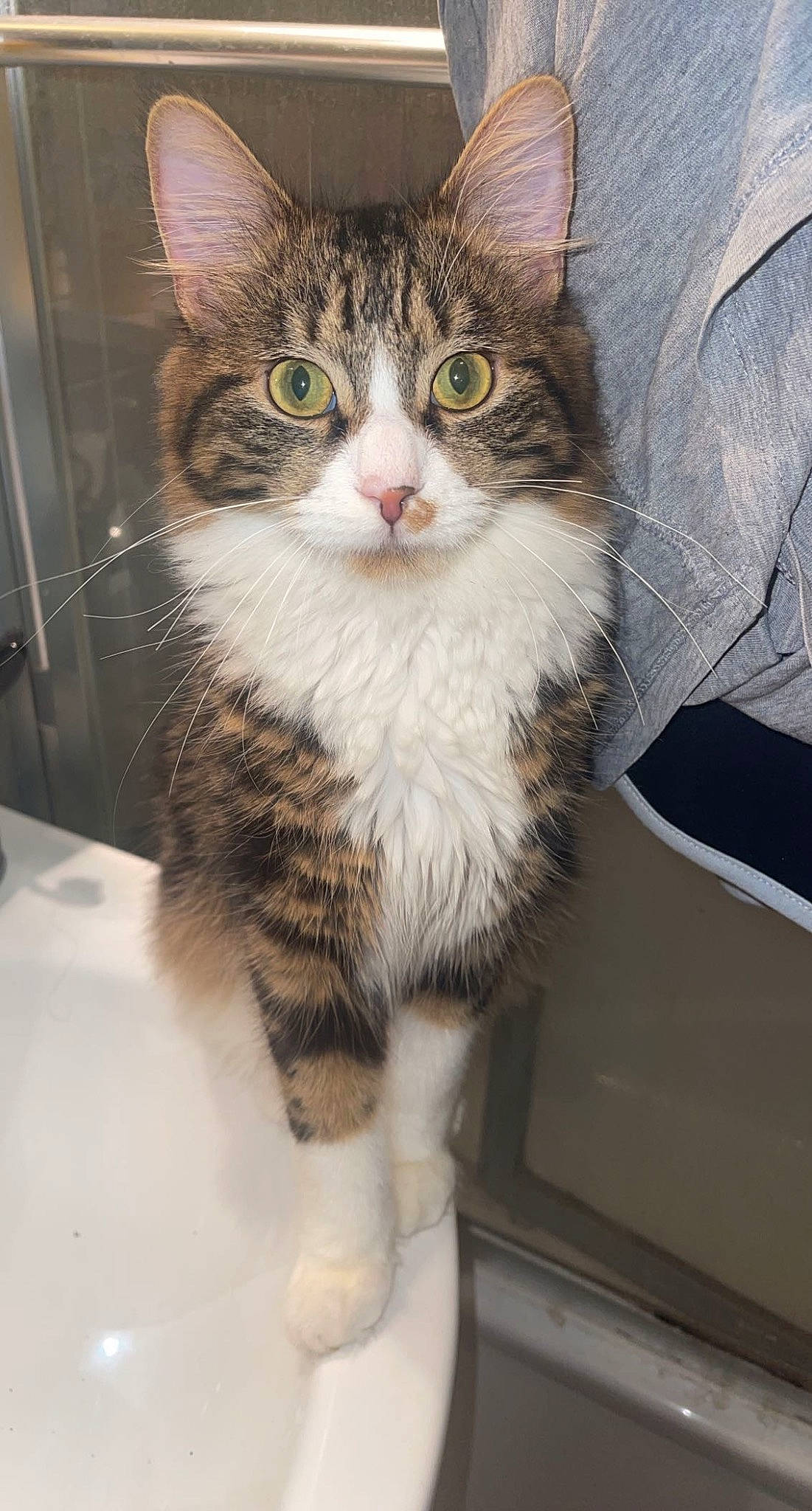 Shadow participe au concours pour gagner de l'argent avec cette photo : box, carnivore, cat, claw, domestic_short_haired_cat, eye, felidae, fur, paw, sitting, small_to_medium_sized_cats, snout, tail, terrestrial_animal, whiskers