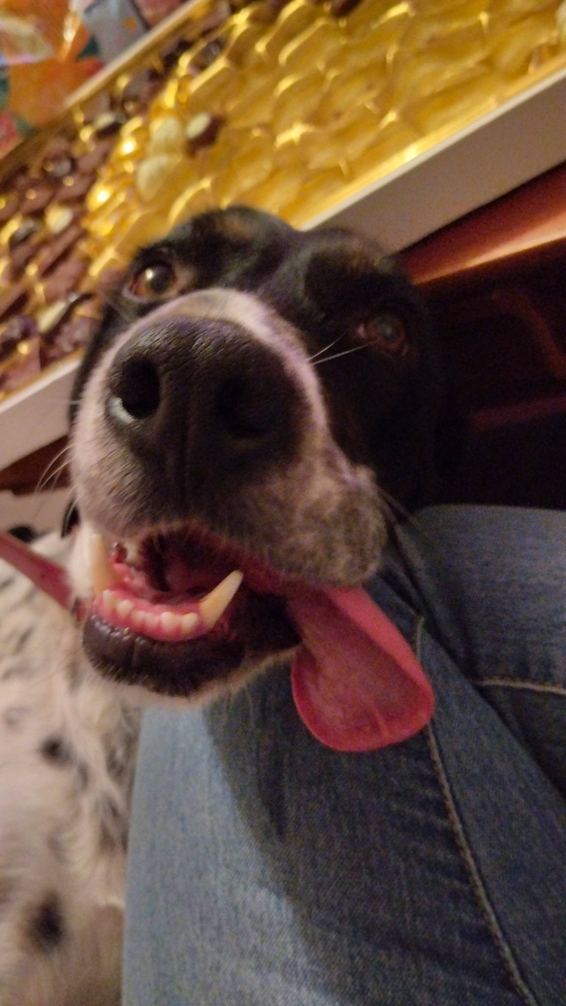 Fanta a rejoint le concours — aidez-le/la à gagner de superbes lots ! canidae, carnivore, collar, companion_dog, dog, dog_breed, dog_collar, fang, fur, jaw, non_sporting_group, paw, selfie, snout, sporting_group, terrestrial_animal, whiskers, working_animal, working_dog