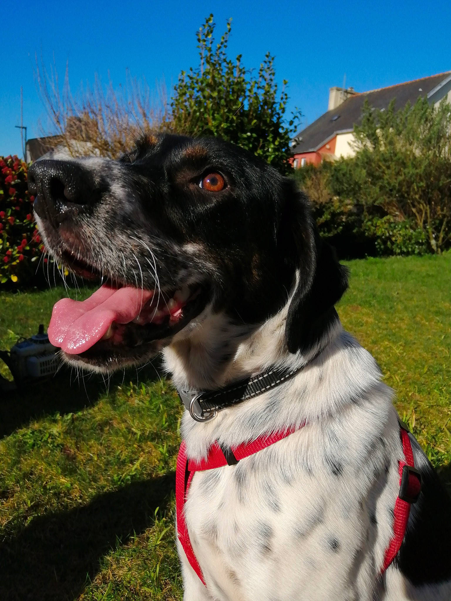 Fanta a rejoint le concours — aidez-le/la à gagner de superbes lots ! australian_cattle_dog, canidae, carnivore, collar, companion_dog, dog, dog_breed, dog_collar, dog_supply, fawn, fur, grass, leash, plant, sky, snout, sporting_group, tree, whiskers, working_animal