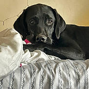 Loosey is registered to the contest to win money with this photo: dog, black_dog, bed, blanket, indoor, pet, animal, resting, looking, comfort, fur, ears, nose, eyes, home, cozy, sleepy, laying, domestic, cute